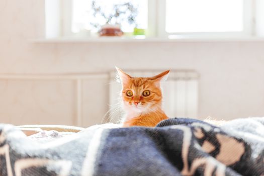 Cute ginger cat lying in bed. Fluffy pet with surprised expression on face. Sunny morning in cozy home.