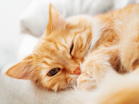 Cute ginger cat is dozing. Close up photo of fluffy pet face. Domestic animal is staring in camera. Macro photo of cat's eye and nose.