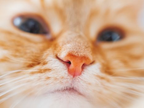 Cute ginger cat is dozing. Close up photo of fluffy pet face. Domestic animal is staring in camera. Macro photo of cat's nose.