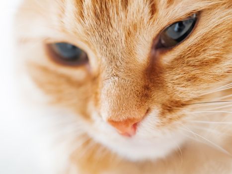 Cute ginger cat is dozing. Close up photo of fluffy pet face. Domestic animal staring in camera. Macro photo of cat's eyes.