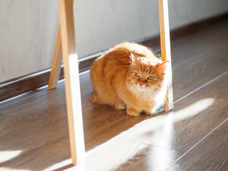 Cute ginger cat is hiding under easel with wooden legs. Fluffy pet is staring from floor. Puzzled domestic animal.