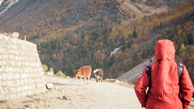 Rear view adult woman solo traveler in red jacket on a road trip walking alone in dirt road surrounded by forest and mountain, Outdoor activity and lifestyle in summer season background. Copy space.