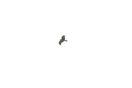 Bird Eagle Flying