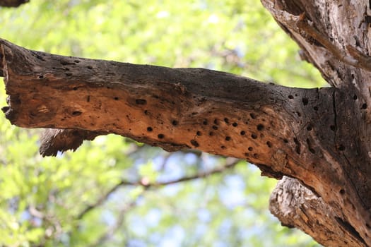 Dry Tree Trunk Texture
