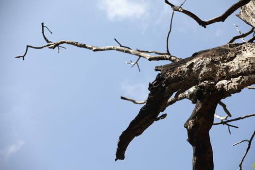 Dry Tree Trunk Texture