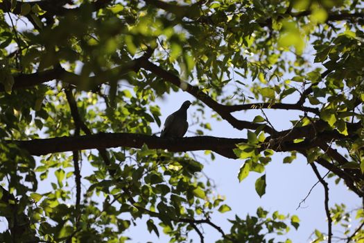 Bird on the tree in a Nature