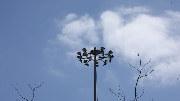 Bird on the Power pole