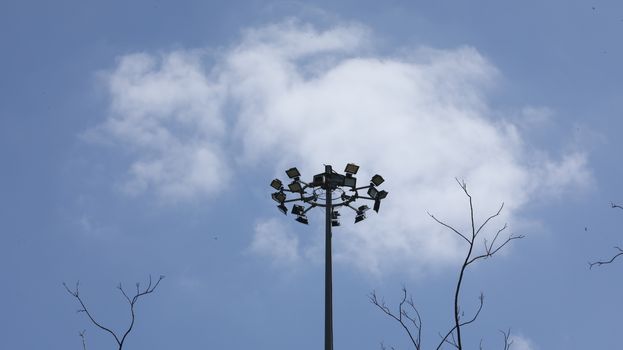 Bird on the Power pole