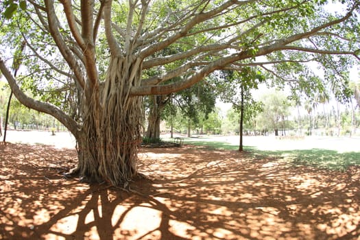 Huge tree Branches