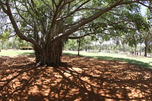 Huge tree Branches