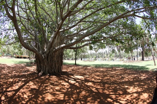 Huge tree Branches