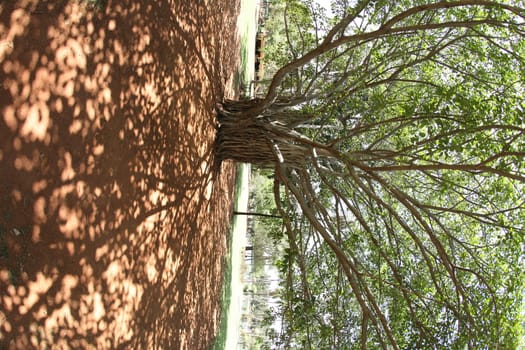Huge tree Branches