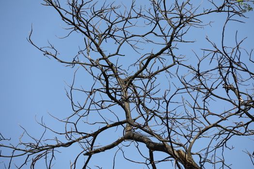 Dry Tree Trunk Texture