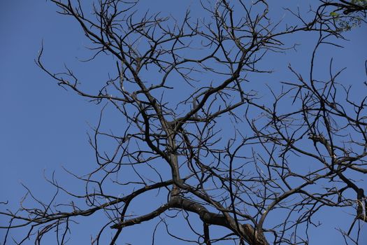 Dry Tree Trunk Texture