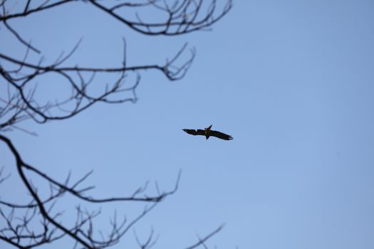 Bird Eagle Flying