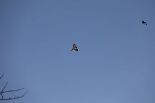 Bird Eagle Flying