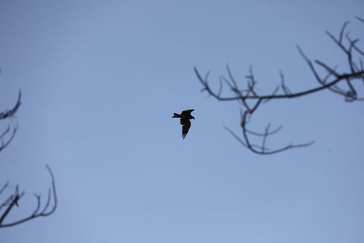 Bird Eagle Flying