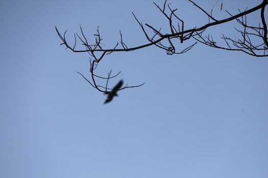 Bird Eagle Flying