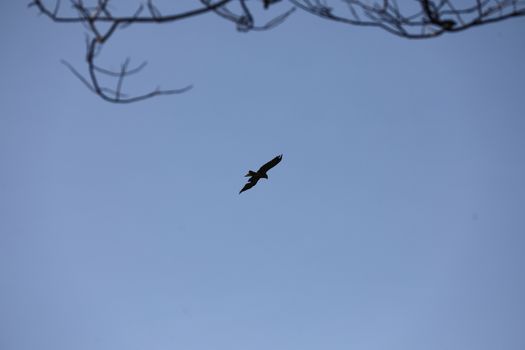 Bird Eagle Flying