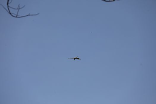 Bird Eagle Flying