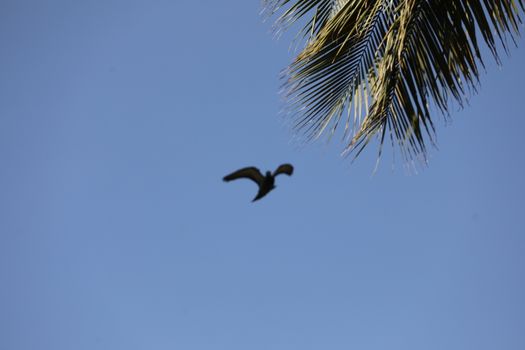Bird Eagle Flying