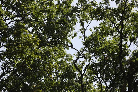 Bird on the tree in a Nature