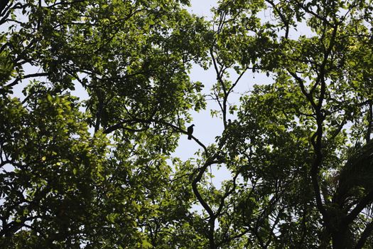 Bird on the tree in a Nature