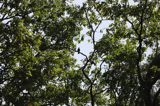 Bird on the tree in a Nature