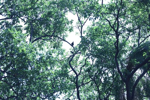 Bird on the tree in a Nature