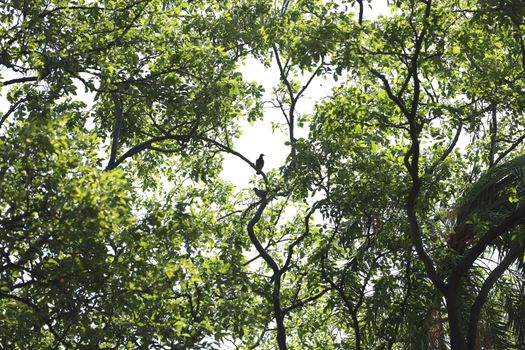 Bird on the tree in a Nature