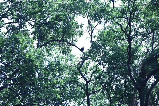 Bird on the tree in a Nature