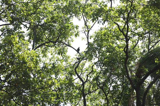 Bird on the tree in a Nature