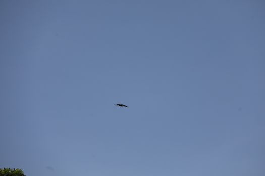 Bird Eagle Flying