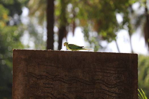 Bird on the wall