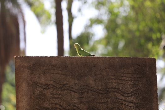 Bird on the wall