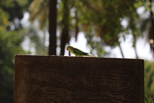 Bird on the wall