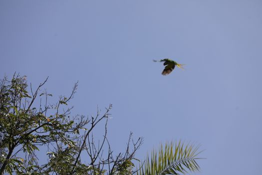 Bird Eagle Flying