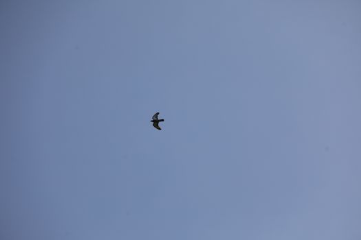 Bird Eagle Flying