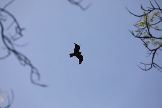 Bird Eagle Flying