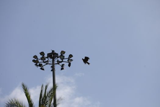 Bird Eagle Flying