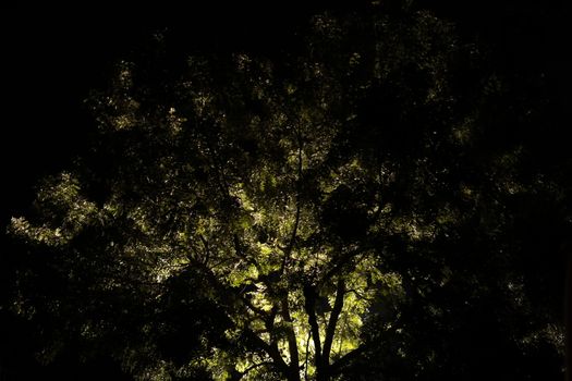 Night Horror effect shot of tree