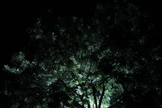 Night Horror effect shot of tree