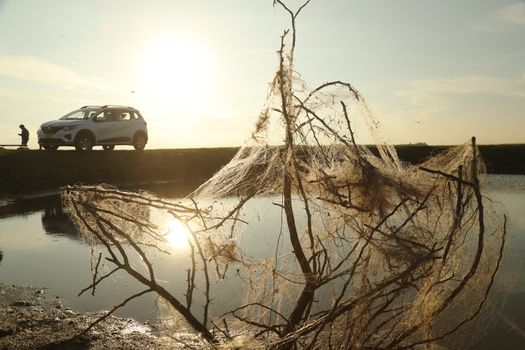 Scary Spider web