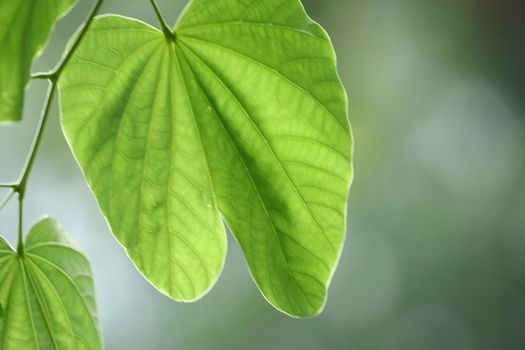 Macro shot of  Medicated Leaf