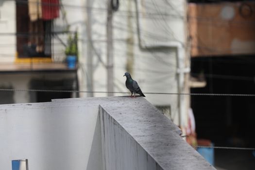Close up of the Pigeon