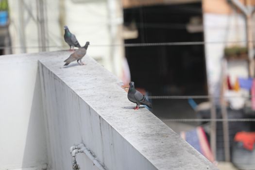 Close up of the Pigeon