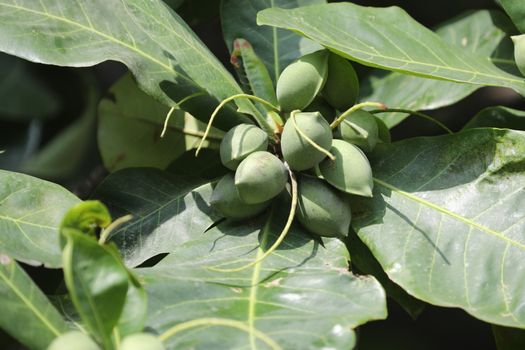 Indian Medicated Fruits