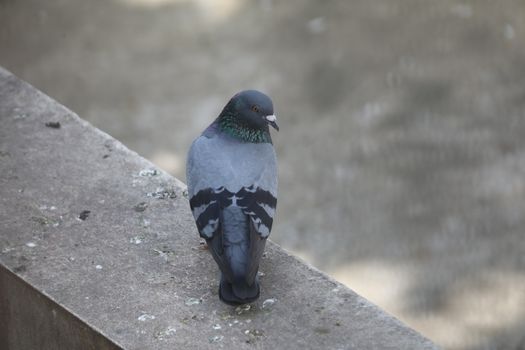 Close up of the Pigeon