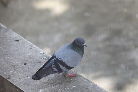 Close up of the Pigeon
