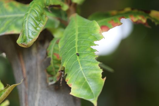 Macro shot of  Medicated Leaf